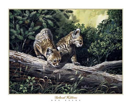 Zwei Luchs Kunstdruck 20x25 cm