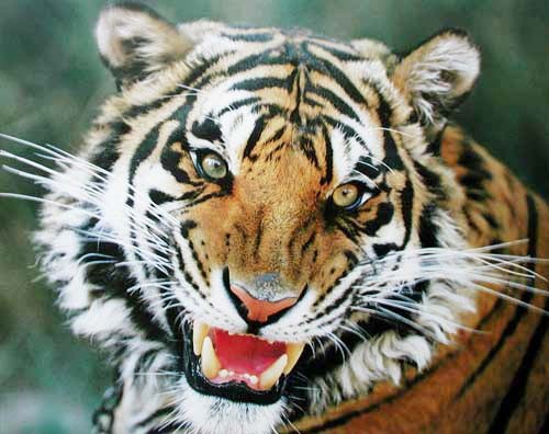 Tiger faucht Nahaufnahme | 50x40 Pictures Poster Fantastic cm