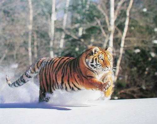 Sibirischer Tiger rennt Poster | Fantastic Pictures