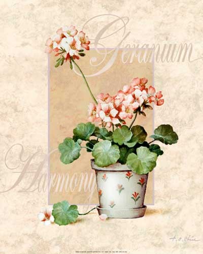 Geranium Harmony