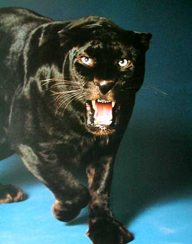 Schwarzer panther hd